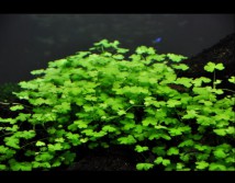 Гідрокотила Трипартиту, 1 гілка 10 см (Hydrocotyle tripartita)