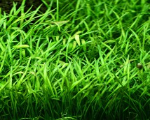 Лілеопсис бразильський, ціна за 10 листя заввишки 3-4 см