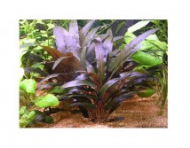 Криптокорина тропіка (Cryptocoryne tropica) розмір - S