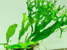 Папороть таїландська Вінделова (Microsorum pteropus Windelov)