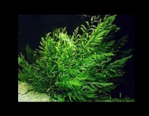 Папороть больбітіс (Bolbitis heudelotii.)