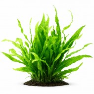 Папороть таїландська вузьколиста (Microsorium pteropus 'Narrow leaf') розмір - M