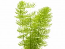 Роголистник занурений 20 см (Ceratophyllum demersum) — ціна за 1 гілку