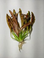 Ехінодорус Горемана червоний 30-40см (Echinodorus horemannii red)