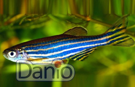 Купить Данио рерио Danio rerio - Danio.com.ua