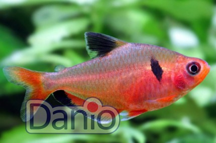 Минор Hyphessobrycon callistus 