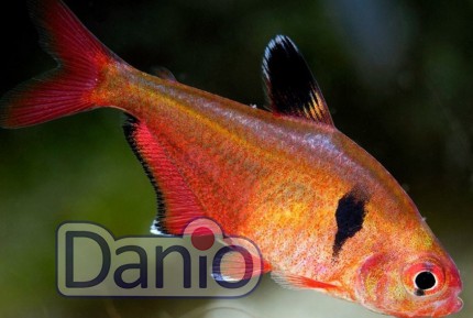 Минор Hyphessobrycon callistus 