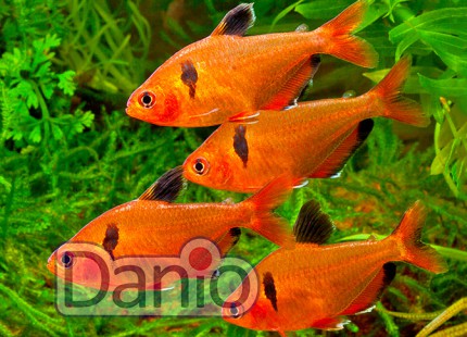 Минор Hyphessobrycon callistus 