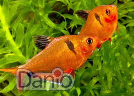 Минор Hyphessobrycon callistus 