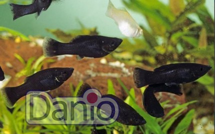 Моллинезия черная Poecilia sphenops 