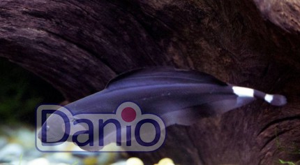 Черный нож Apteronotus albifrons