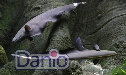 Черный нож Apteronotus albifrons