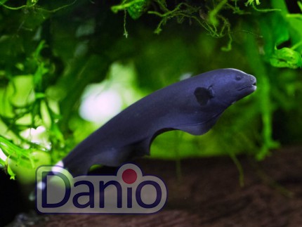 Черный нож Apteronotus albifrons