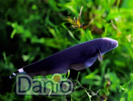 Черный нож Apteronotus albifrons