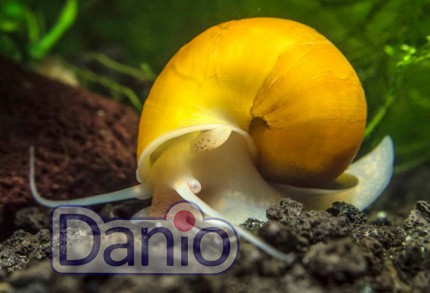 Равлик ампулярія жовтий Ampularia australis