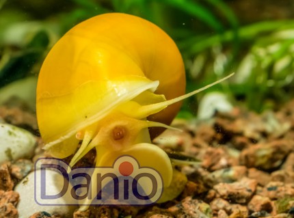 Равлик ампулярія жовтий Ampularia australis