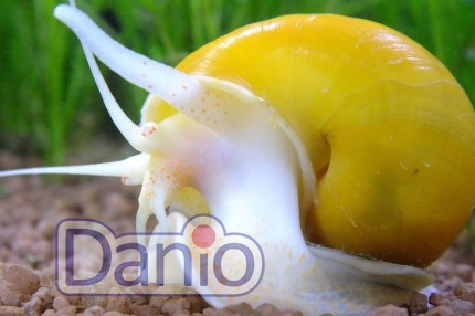 Равлик ампулярія жовтий Ampularia australis