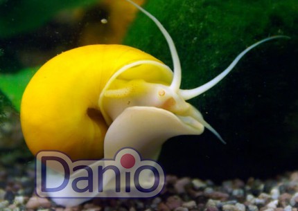 Равлик ампулярія жовтий Ampularia australis