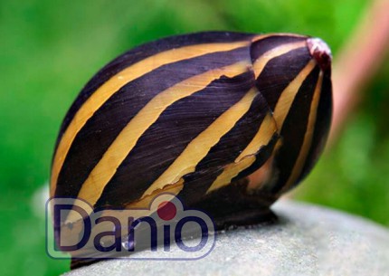 Равлик неритина зебра Neritina natalensis zebra