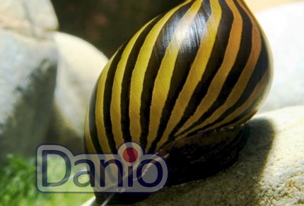 Равлик неритина зебра Neritina natalensis zebra
