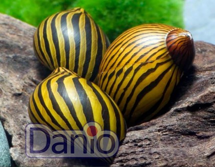 Равлик неритина зебра Neritina natalensis zebra