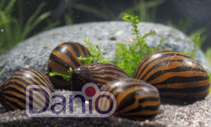Равлик неритина зебра Neritina natalensis zebra