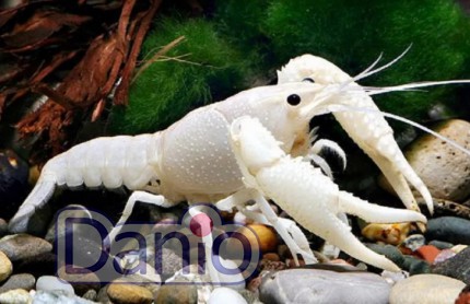 Рак флоридський білий Procambarus clarkii