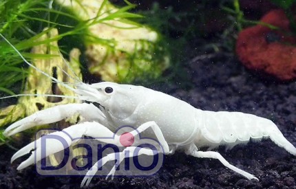 Рак флоридський білий Procambarus clarkii