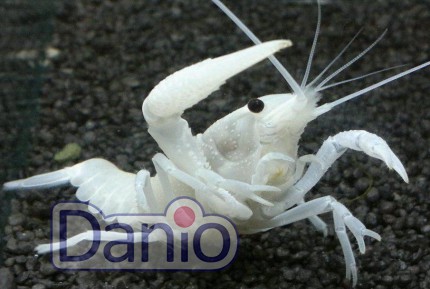 Рак флоридський білий Procambarus clarkii
