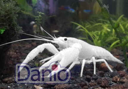 Рак флоридський білий Procambarus clarkii