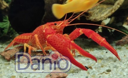 Рак флоридський червоний Procambarus clarkii