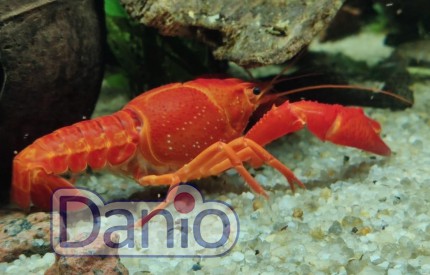 Рак флоридський червоний Procambarus clarkii