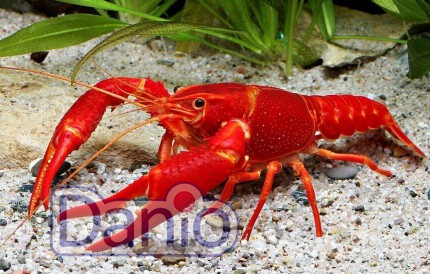 Рак флоридський червоний Procambarus clarkii