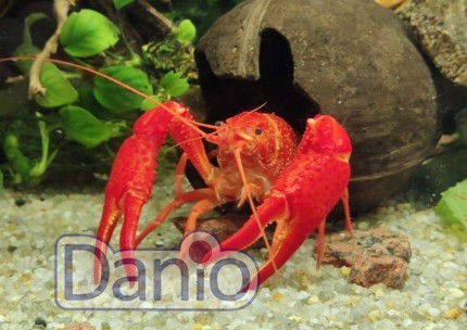 Рак флоридський червоний,  Procambarus clarkii