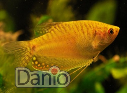 Гурамі золотий Trichogaster leeri gold