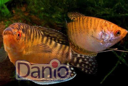 Гурамі золотий Trichogaster leeri gold