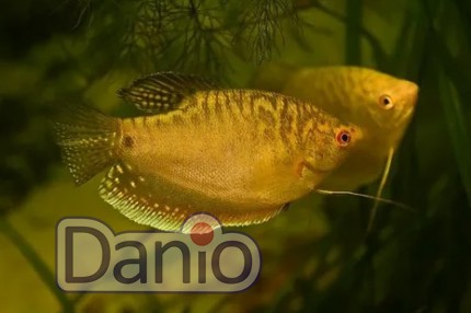 Гурамі золотий Trichogaster leeri gold