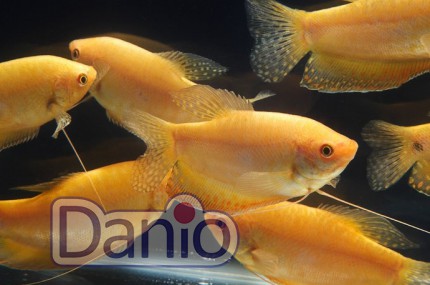 Гурамі золотий Trichogaster leeri gold