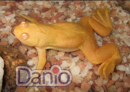 Жаба шпорцева жовта Xenopus laevis albino