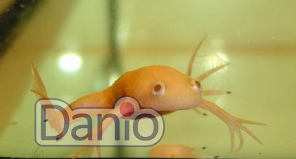 Жаба шпорцева жовта Xenopus laevis albino