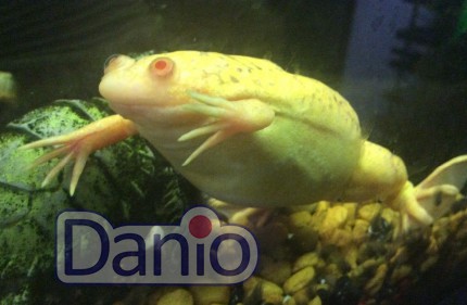 Жаба шпорцева жовта Xenopus laevis albino