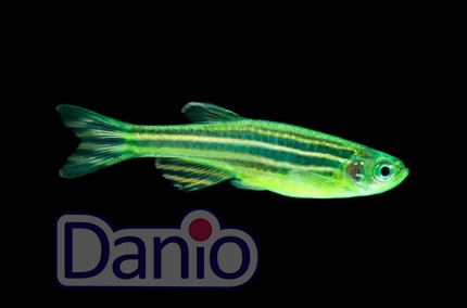 Даніо кавунова кірка (Danio GloFish)