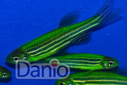Даніо кавунова кірка (Danio GloFish)