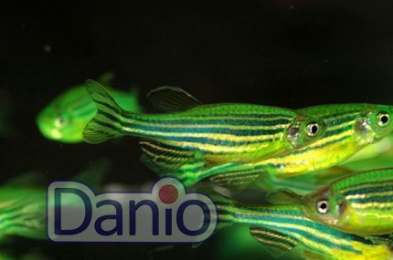 Даніо кавунова кірка (Danio GloFish)