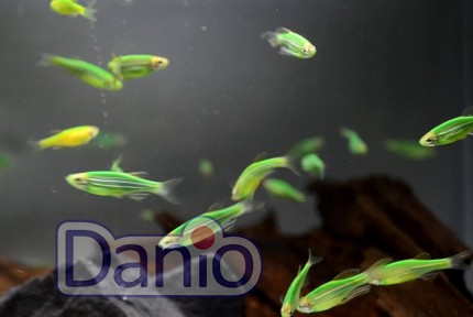 Даніо кавунова кірка (Danio GloFish)