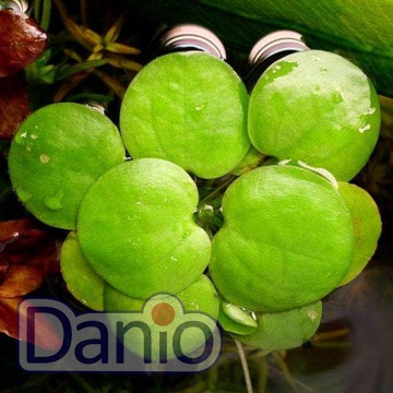 Лимнобиум побегоносный - Limnobium laevigatum