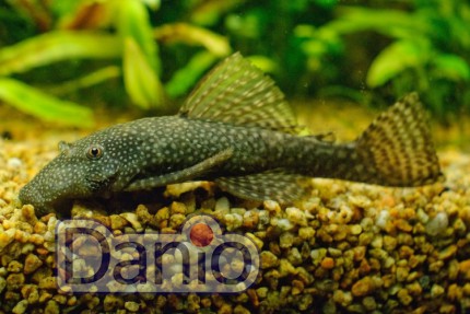 Анциструс звичайний