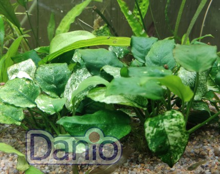 Anubias spec white