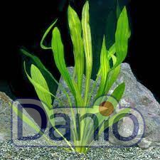 Эхинодорус Горемана зелёный