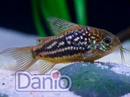Коридорас нанус Corydoras nanus, 2-3 см